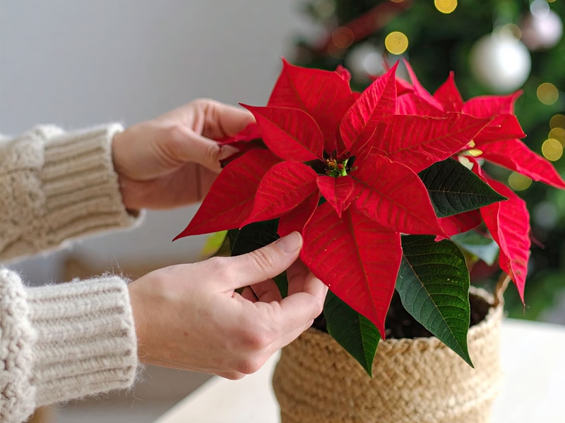 Se acerca la Navidad, ¿Qué plantas no pueden faltar en tu casa?