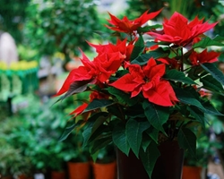 Un hogar lleno de color estas Navidades: ¿Dónde colocar tus flores y plantas?