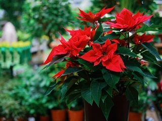 Un hogar lleno de color estas Navidades: ¿Dónde colocar tus flores y plantas?