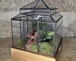 Un regalo especial esta Navidad: ¡elige nuestros terrarios!