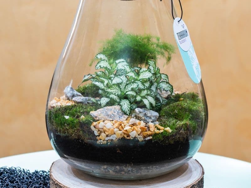 Un regalo especial esta Navidad: ¡elige nuestros terrarios!