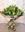 BOUQUET AMSTERDAN 2 - Imagen 1