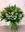 BOUQUET AMSTERDAN 2 - Imagen 2