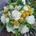 Bouquet blanco y amarillo novia - Imagen 1