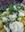 Bouquet blanco y amarillo novia - Imagen 2