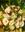 Bouquet novia lisiantos. - Imagen 1