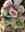 Bouquet primaveral novia - Imagen 2