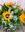 BOUQUET TOSCANA - Imagen 2
