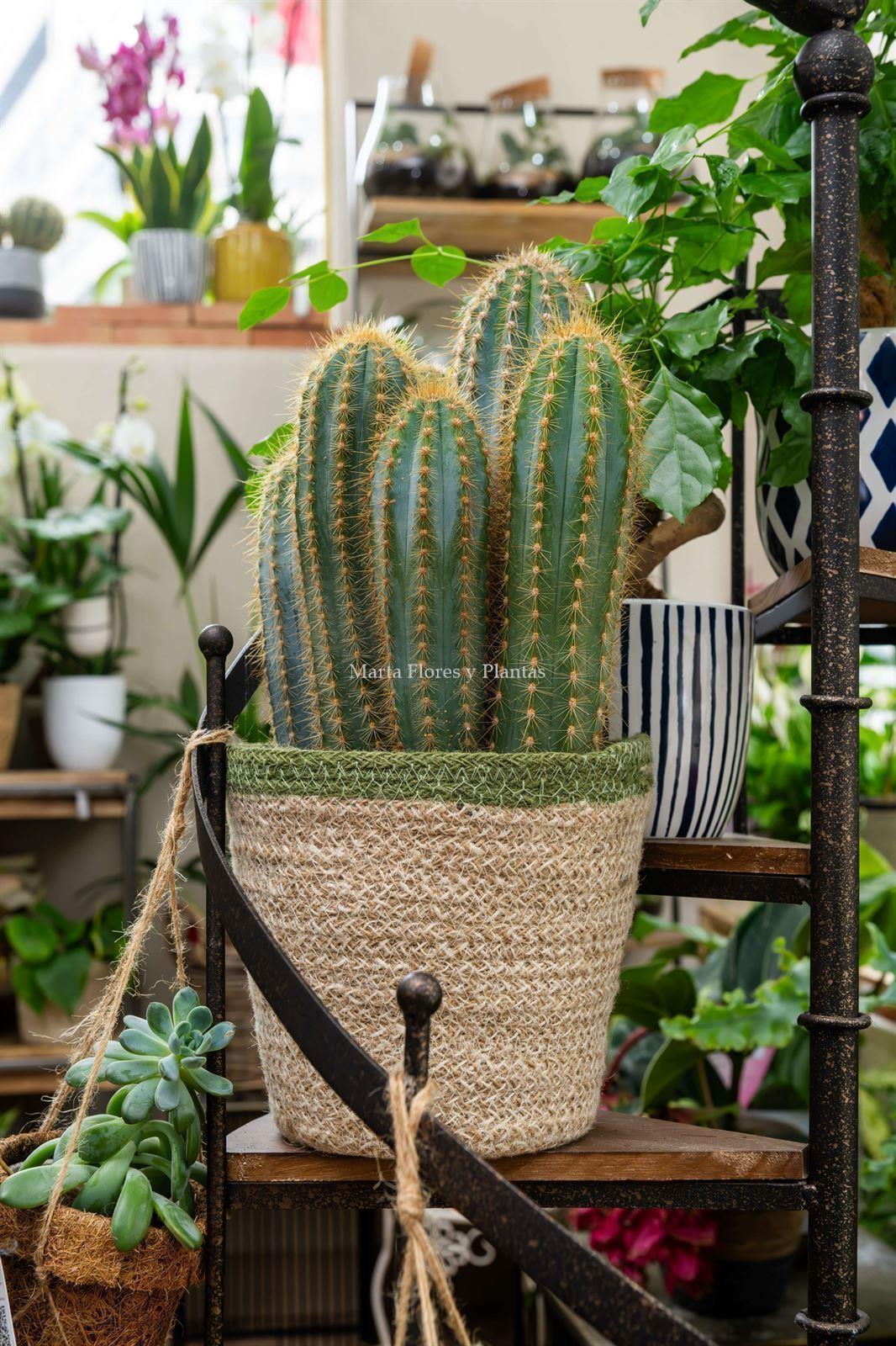 Cactus con maceta - Imagen 1