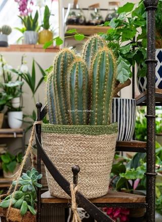 Cactus con maceta - Imagen 1