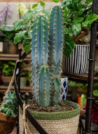 Cactus con maceta - Imagen 2