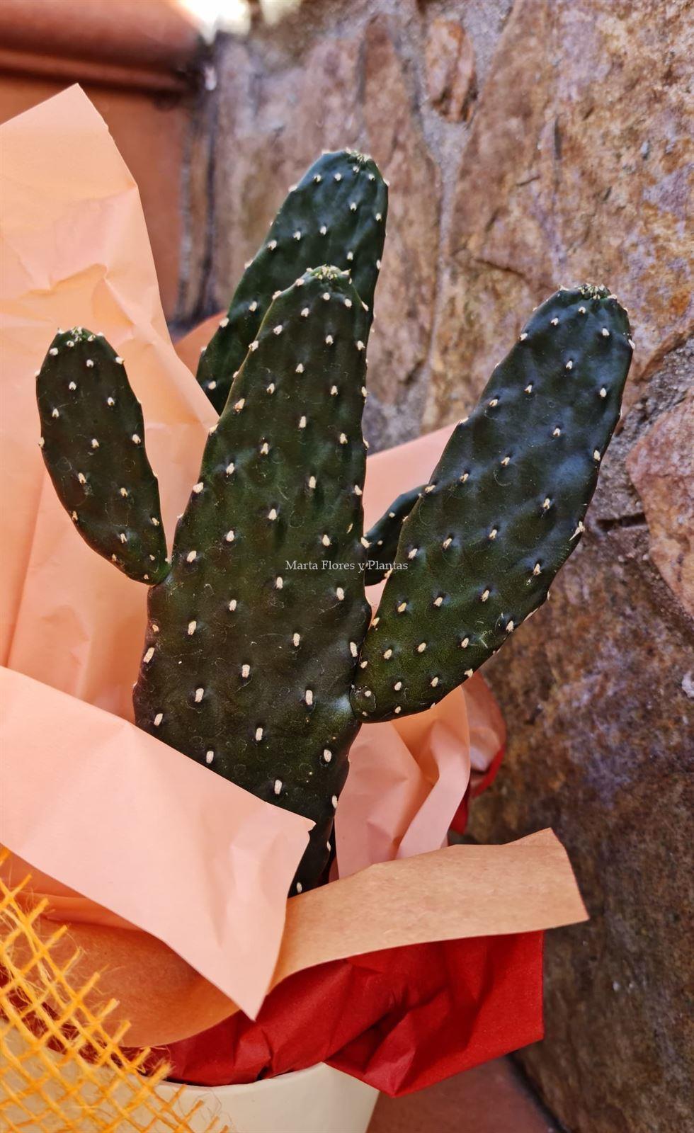 Caja cactus 1 - Imagen 3