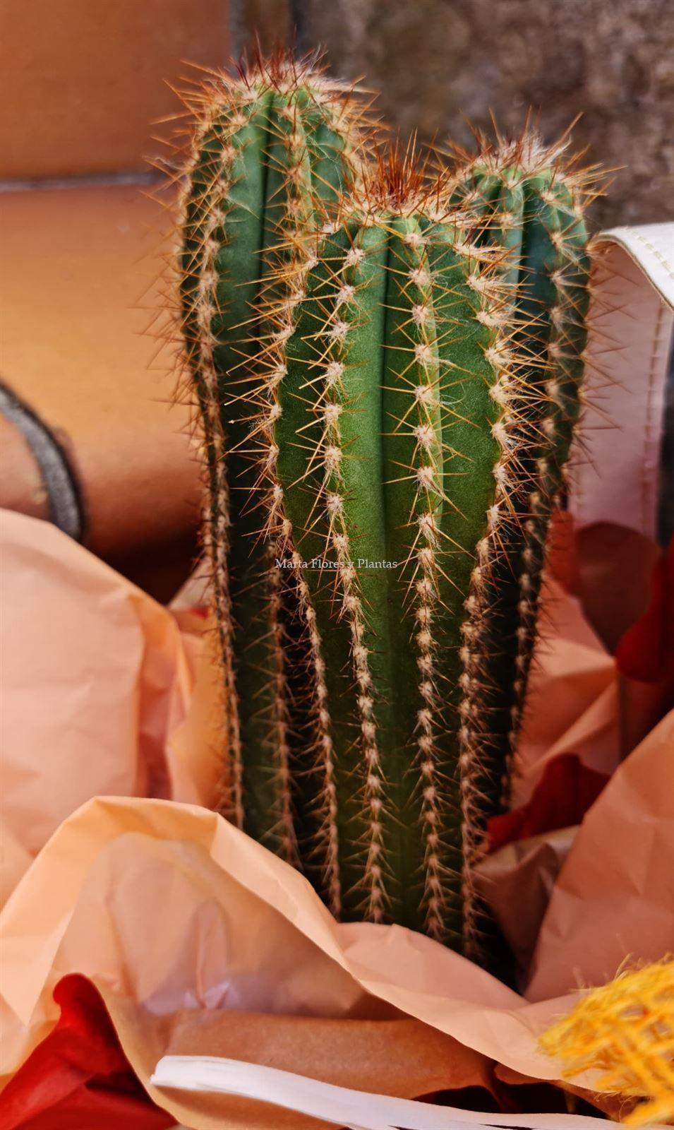 Caja cactus 1 - Imagen 4