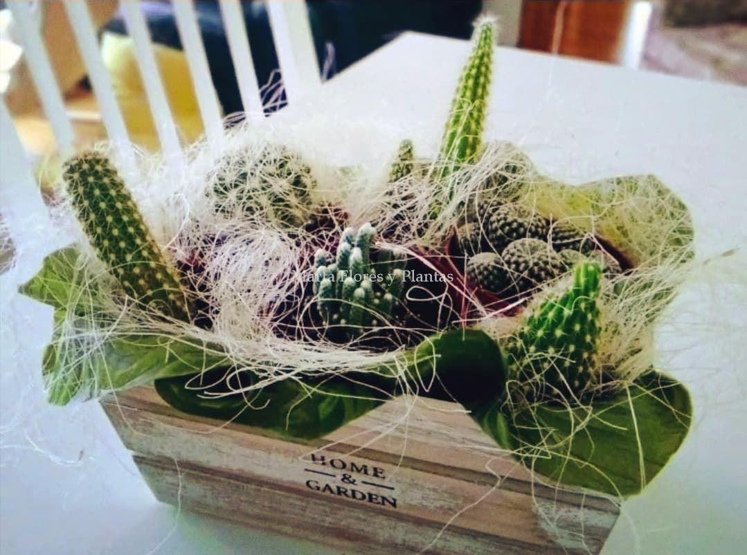 Caja con cactus - Imagen 1