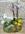 Coronita de Phalaenopsis - Imagen 1
