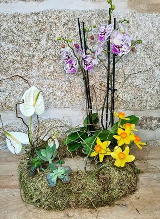 Coronita de Phalaenopsis - Imagen 1