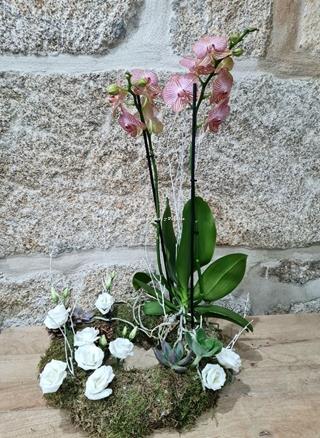 Coronita de Phalaenopsis - Imagen 2