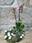 Coronita de Phalaenopsis - Imagen 2