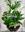 CRISTAL CON PLANTAS - Imagen 1