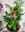 CRISTAL CON PLANTAS - Imagen 2