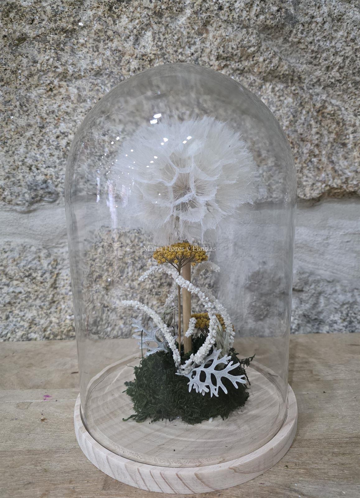 DIENTE DE LEÓN - Imagen 3