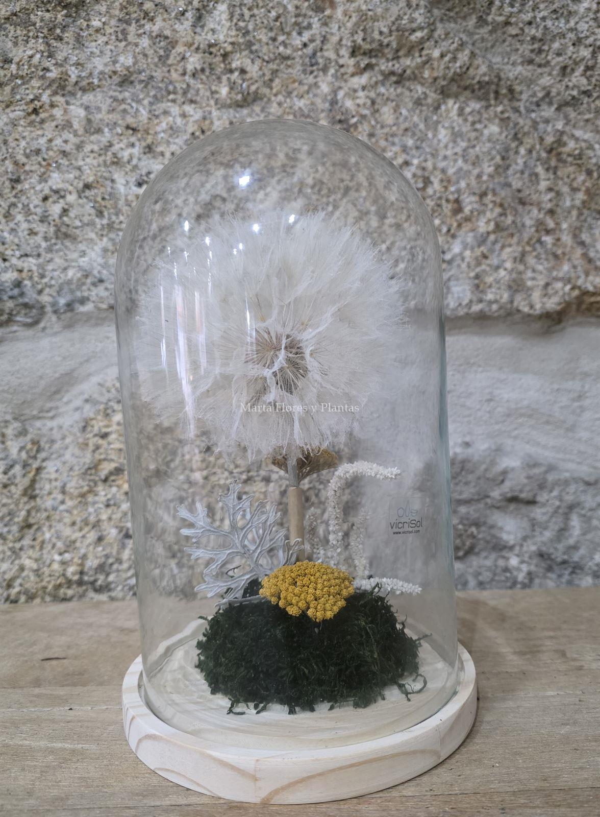 DIENTE DE LEÓN - Imagen 4