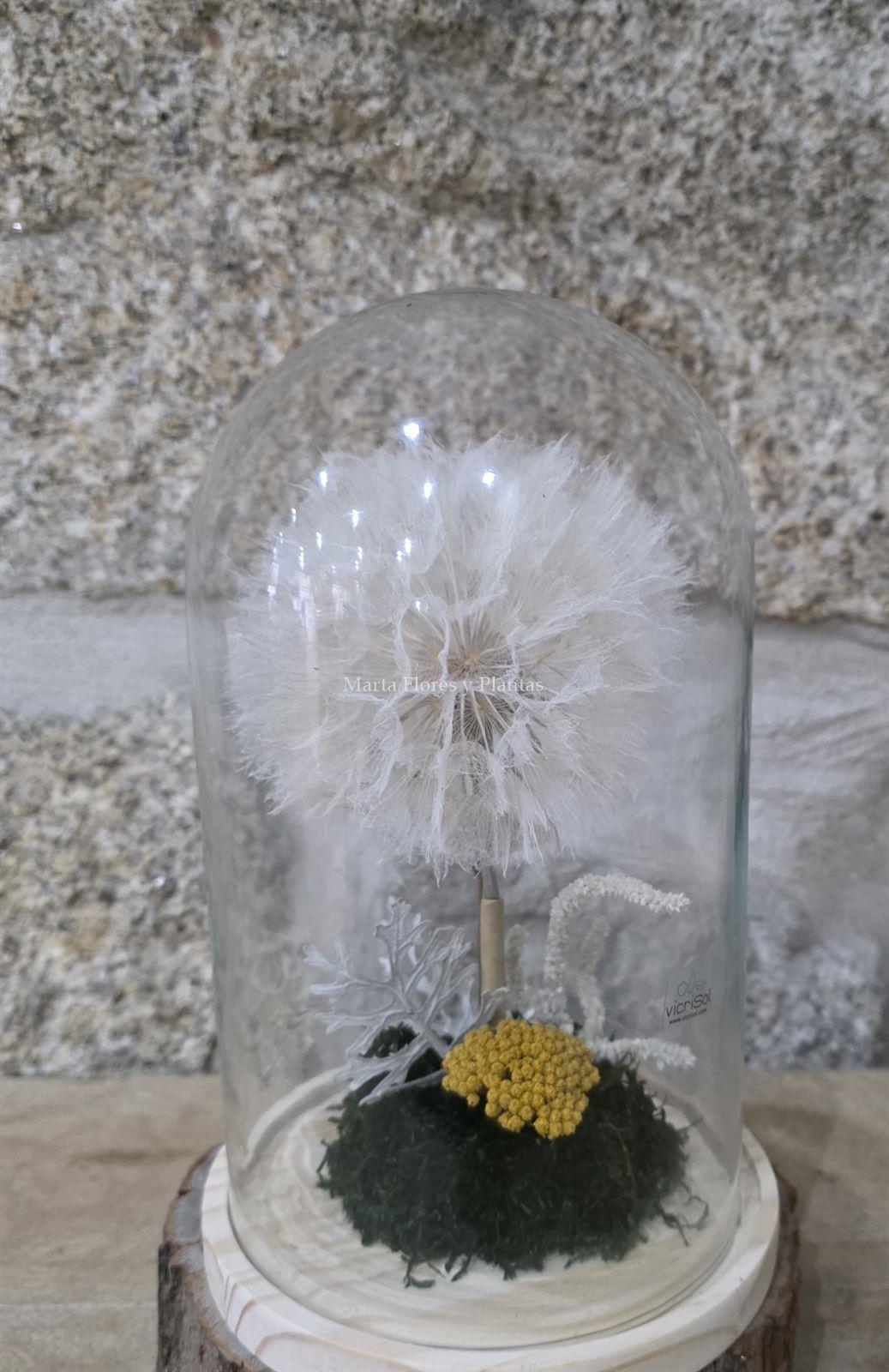 DIENTE DE LEÓN - Imagen 5