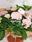 Hortensia magical - Imagen 1