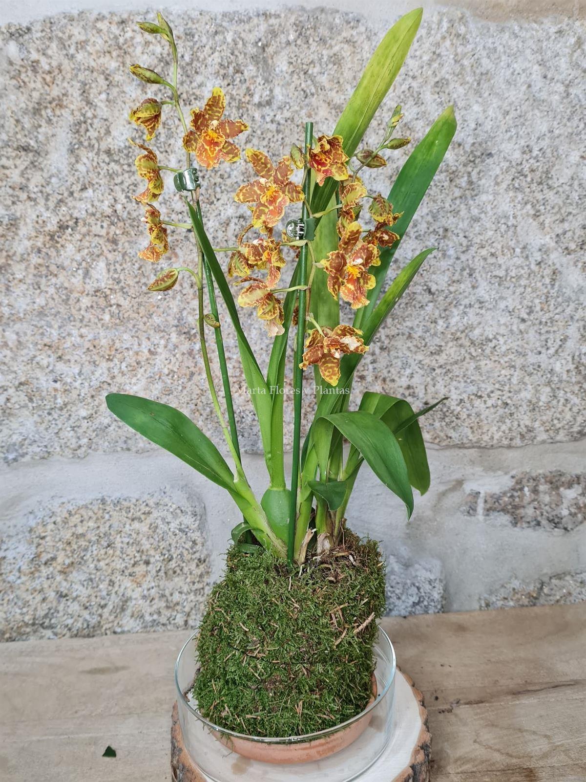 Kokedama en Orquídea Zygopetalum - Imagen 2