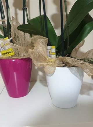 Maceta de colores - Imagen 1