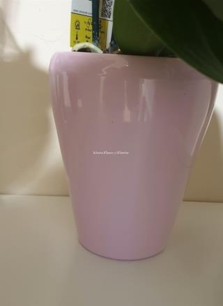 Maceta de colores - Imagen 2