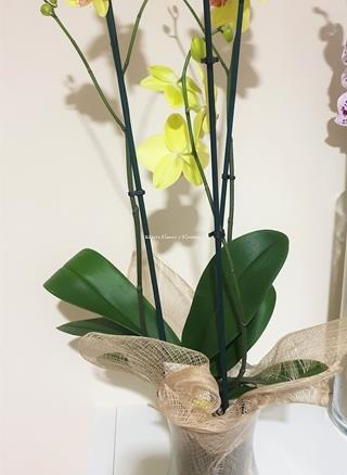 Maceta de cristal 2 - Imagen 2