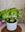 MIX PLANTA CON MACETA - Imagen 1