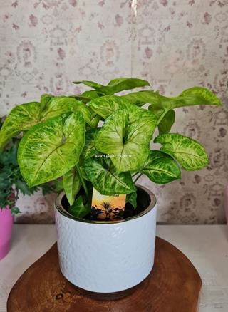 MIX PLANTA CON MACETA - Imagen 1