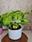MIX PLANTA CON MACETA - Imagen 1