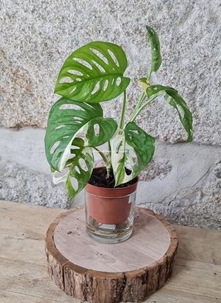 MONSTERA ADANSONI VARIEGATA - Imagen 1