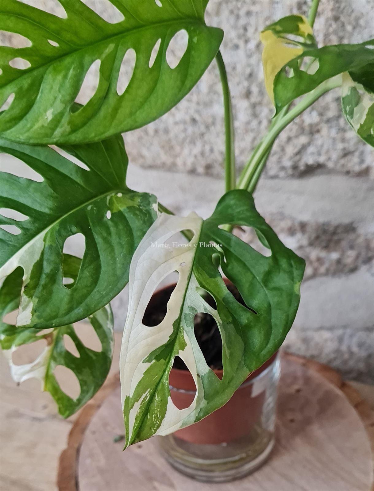 MONSTERA ADANSONI VARIEGATA - Imagen 2