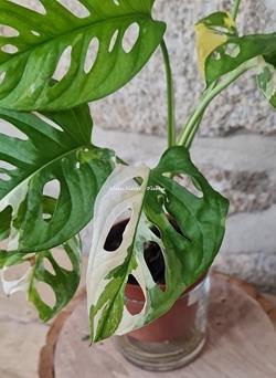 MONSTERA ADANSONI VARIEGATA - Imagen 2