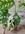 MONSTERA ADANSONI VARIEGATA - Imagen 2
