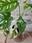 MONSTERA ADANSONI VARIEGATA - Imagen 2
