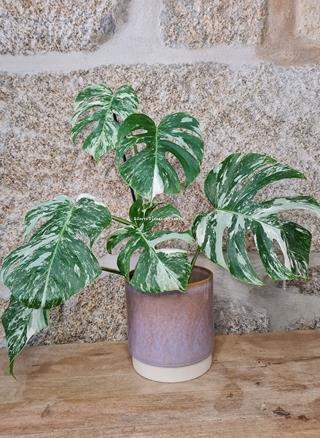 Monstera deliciosa Variegata - Imagen 1