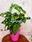 Monstera oblicua con maceta y tarjeta - Imagen 2