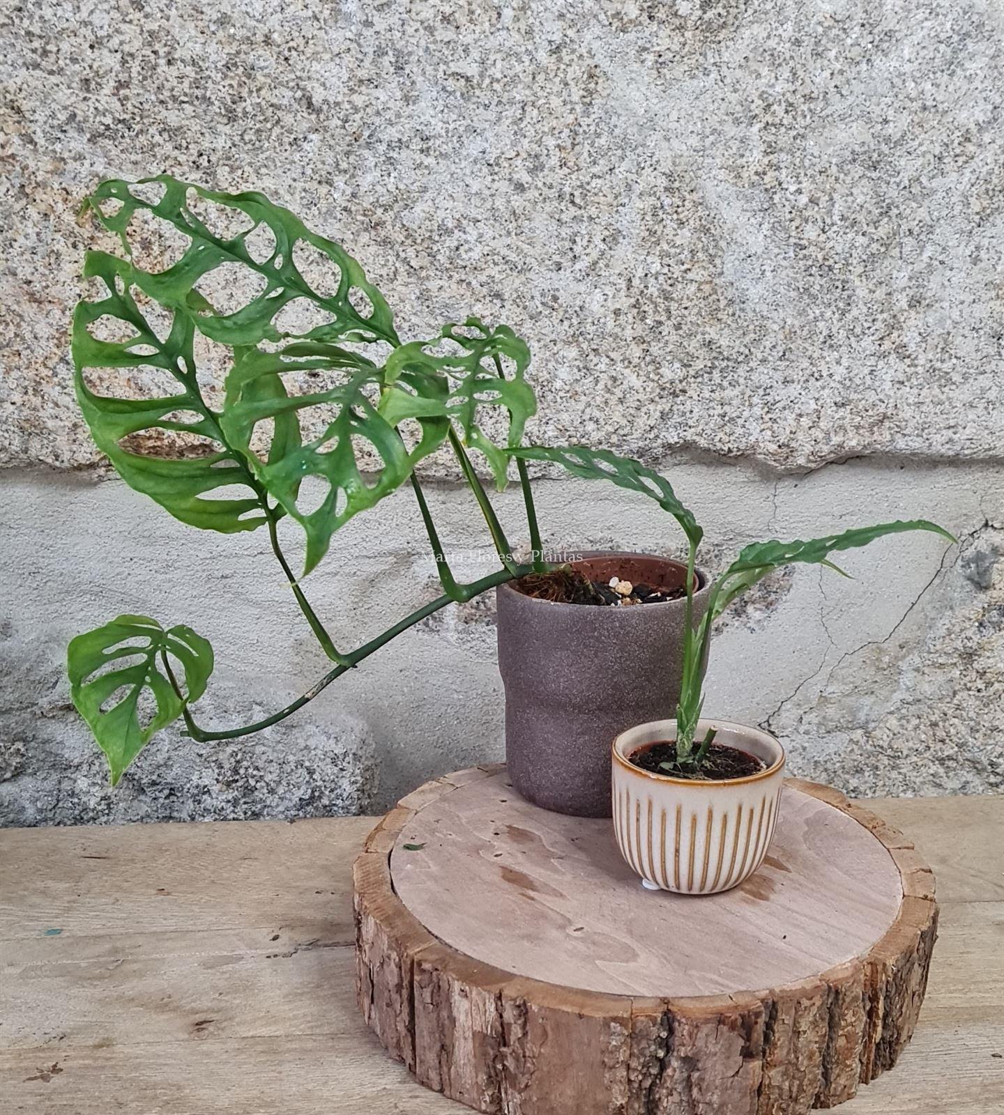 MONSTERA OBLIQUA PERU - Imagen 1