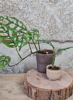 MONSTERA OBLIQUA PERU - Imagen 1