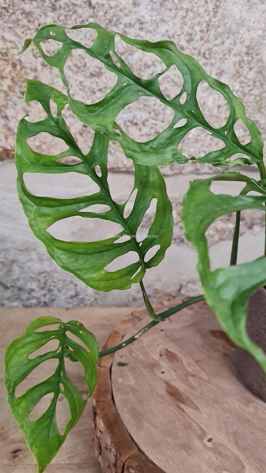 MONSTERA OBLIQUA PERU - Imagen 2