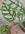 MONSTERA OBLIQUA PERU - Imagen 2