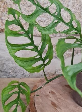 MONSTERA OBLIQUA PERU - Imagen 2