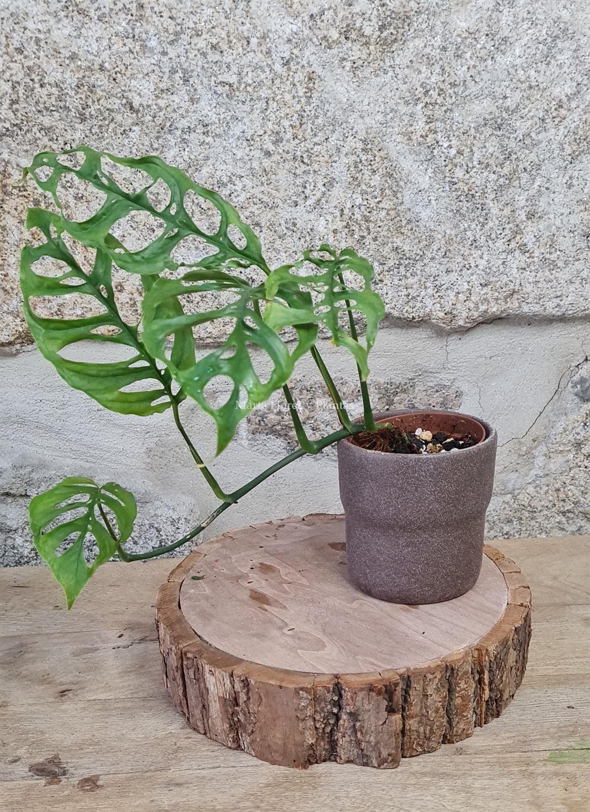 MONSTERA OBLIQUA PERU - Imagen 3