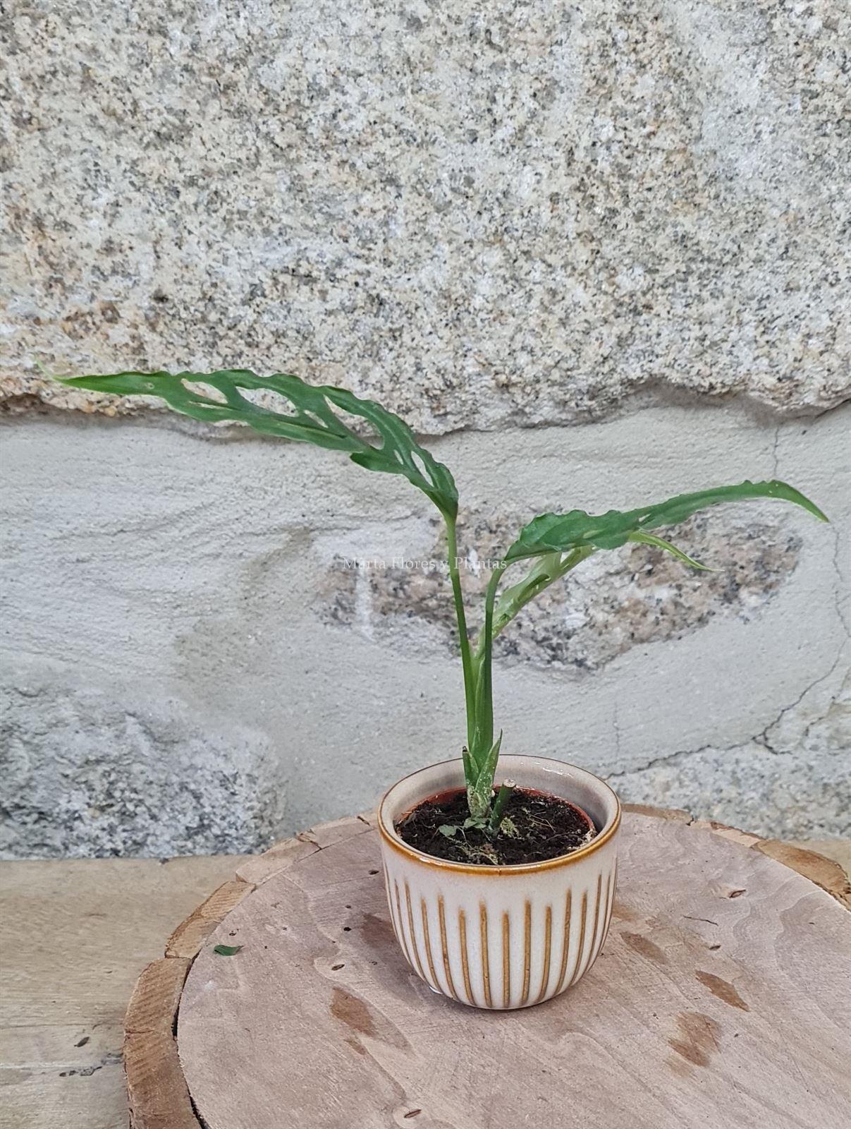 MONSTERA OBLIQUA PERU - Imagen 4