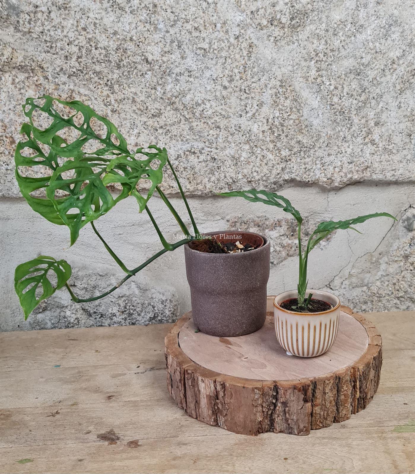 MONSTERA OBLIQUA PERU - Imagen 5